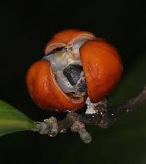 Image result for Suregada