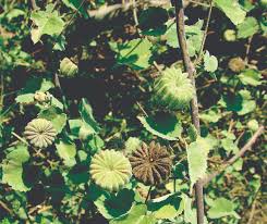 Image result for Abutilon indicum