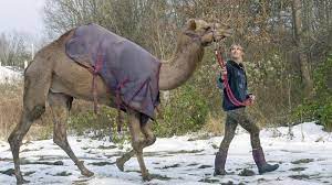 A lot of trust in this one. Einstein The Snow Camel Will Be At Hellertown Light Up Night Saucon Source