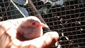 Burung perkutut putih mata merah. Di Jual Perkutut Putih Mata Merah Youtube