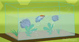 In this article we'll cover everything you need to know in order to keep your fish tank clean and make sure your fishy friends are happy and healthy. How To Keep Your Aquarium Crystal Clear At All Times Pethelpful