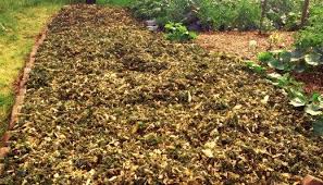 Die 7 Grossten Fehler Beim Mulchen Von Gemusebeeten Wurzelwerk Gemusegarten Anlegen Beet Anlegen Garten Anlegen