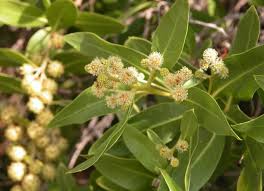 Image result for Conocarpus