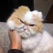 The Internet Has Found A New Grumpy Cat Bored Panda