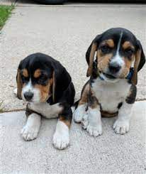 Allmodern.com has been visited by 100k+ users in the past month House Training Your Beagle Puppy Beaglepro