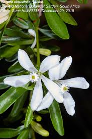 Image result for Turraea obtusifolia