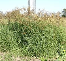 Image result for Schmidtia kalahariensis