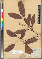 Image result for Hunteria umbellata