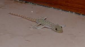 Image result for Kotschya carsonii