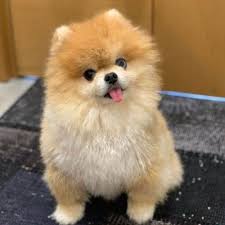 Mc Pom Pups Offers Online Red Pomeranian Puppies Teacup Pomeranian Puppy White Pomeranian P Pomeranian Puppy White Pomeranian Puppies Pomeranian Puppy Teacup