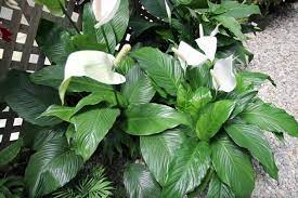 Dopo la fioritura si formano grappoli di piccole bacche nere che rimangono a lungo sulla pianta. Spatifillo Spathiphyllum Spathiphyllum Piante Da Interno Spatifillo Spathiphyllum Appartamento
