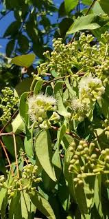 Image result for Syzygium cumini