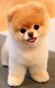 Tumblr Yavru Kopek Pomeranian Yavrusu Kopek