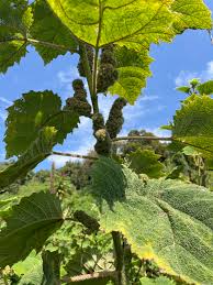 Image result for Girardinia bullosa