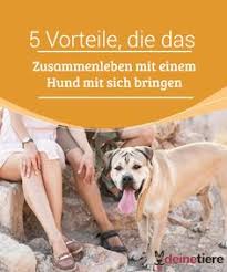 5 Vorteile Die Das Zusammenleben Mit Einem Hund Mit Sich Bringen Hunde Tiere Haustiere