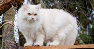 Niemiecki Dlugowlosy Kot Jakiro Von Sinthari Hund Und Katze Katzen Katzenliebe