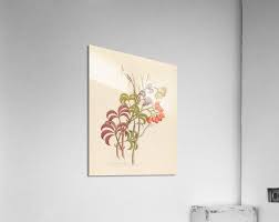 Image result for Cyphostemma quinatum