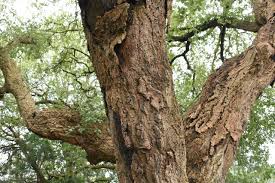 Image result for Quercus suber