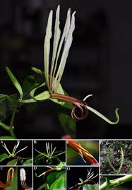 Image result for Monanthotaxis poggei