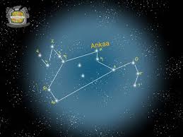 Image result for Astropanax