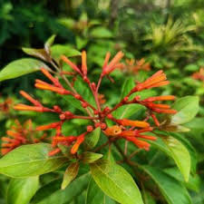 Image result for Hamelia