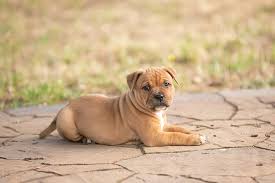 The 925 is marked on his belly, along with the union jack. Staffordshire Bull Terrier Dog Breed Information