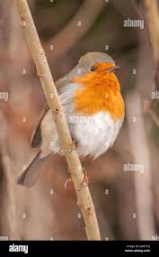 Rotkehlchen baden hi-res stock photography and images