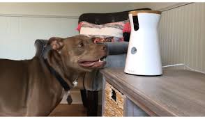Both of our dogs absolutely love my perfect pet. The Best Pet Cameras For 2021 Pcmag