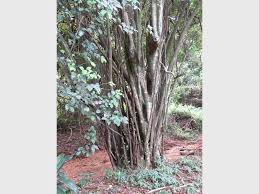 Image result for Cryptocarya woodii