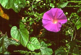 Image result for Paralepistemon shirensis