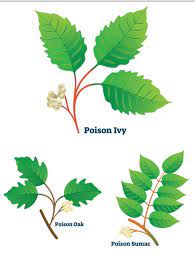 Some real oak leaves look very much like poison oak. One Gardener To Another How To Identify And Treat Poison Ivy Oak And Sumac Lifestyles Enewscourier Com