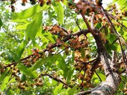 Image result for Tricalysia niamniamensis