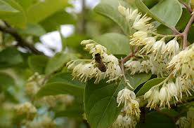 Image result for Styracaceae