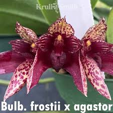 Image result for Bulbophyllum X chikukwa
