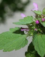 Image result for Equilabium stenosiphon