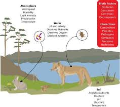 Biotic And Abiotic Factors Find Out Why It S Impossible To Think Of An Ecosystem Without Including Thes Life Science Activities Abiotic Life Science Lessons