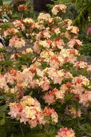 Cannon S Double Azalea Monrovia Cannon S Double Azalea Azaleas Landscaping Plants Azaleas
