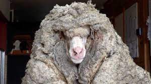 Approximately 90 percent of the world's sheep produce wool. Baarack Sheep In Australia With Over 75 Pounds Of Wool Rescued