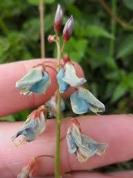 Image result for Desmodium uncinatum