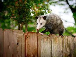 What Is The Difference Between A Possum And An Opossum Opossum Fisher Animal Animals