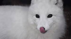Close White Fox Blue Eyes Polar
