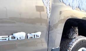 little owl seen on wheel of truck parked at hartway s orleans hub little owl seen on wheel of truck