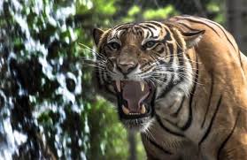 Carmelo Zappalà (@mare691)