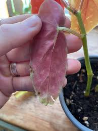 Image result for Brownleea maculata