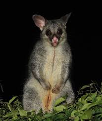 Maybe you would like to learn more about one of these? Possums Compared To Opossums What S The Difference