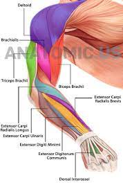 In fact, there is another muscle grouped underneath it named extensor carpi radialis longus. Upper Arm Diagram Diagram Of Arm Muscles Upper Arm Muscle Diagram Lateral View Best 25 Koibana Info Anatomia Muscolare Sistema Muscolare Muscoli Del Braccio