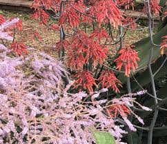 Image result for Tetradenia