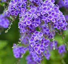 Check spelling or type a new query. Duranta Repens Geisha Girl Growing Conditions Fertiliser Guide