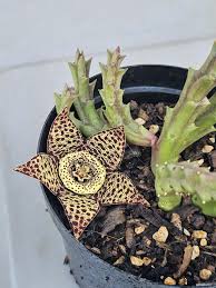 Image result for Orbea maculata