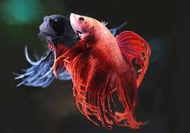 To recognise it look for a long, flowing. Different Types Of Betta Fish